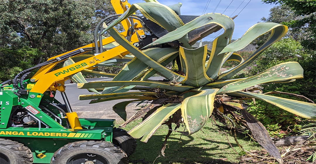Built with kanga lewis landscapes and gardening removing agave