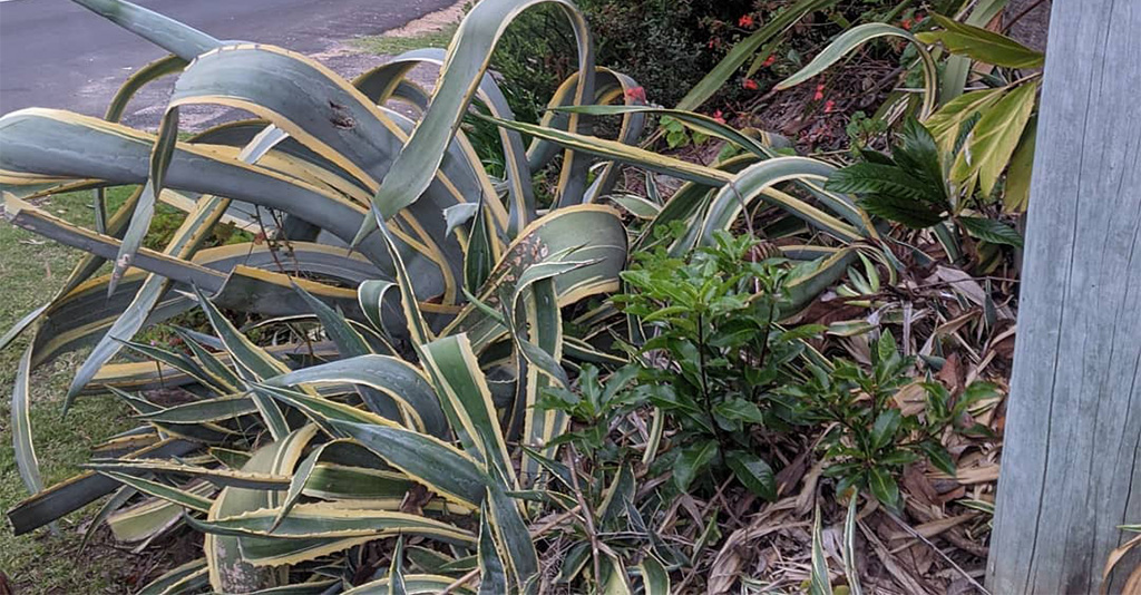 Built with kanga lewis landscapes and gardening removing agave